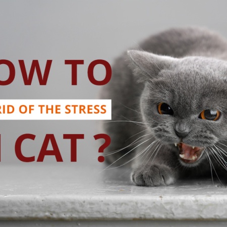 Relieve Your Cat From Stress